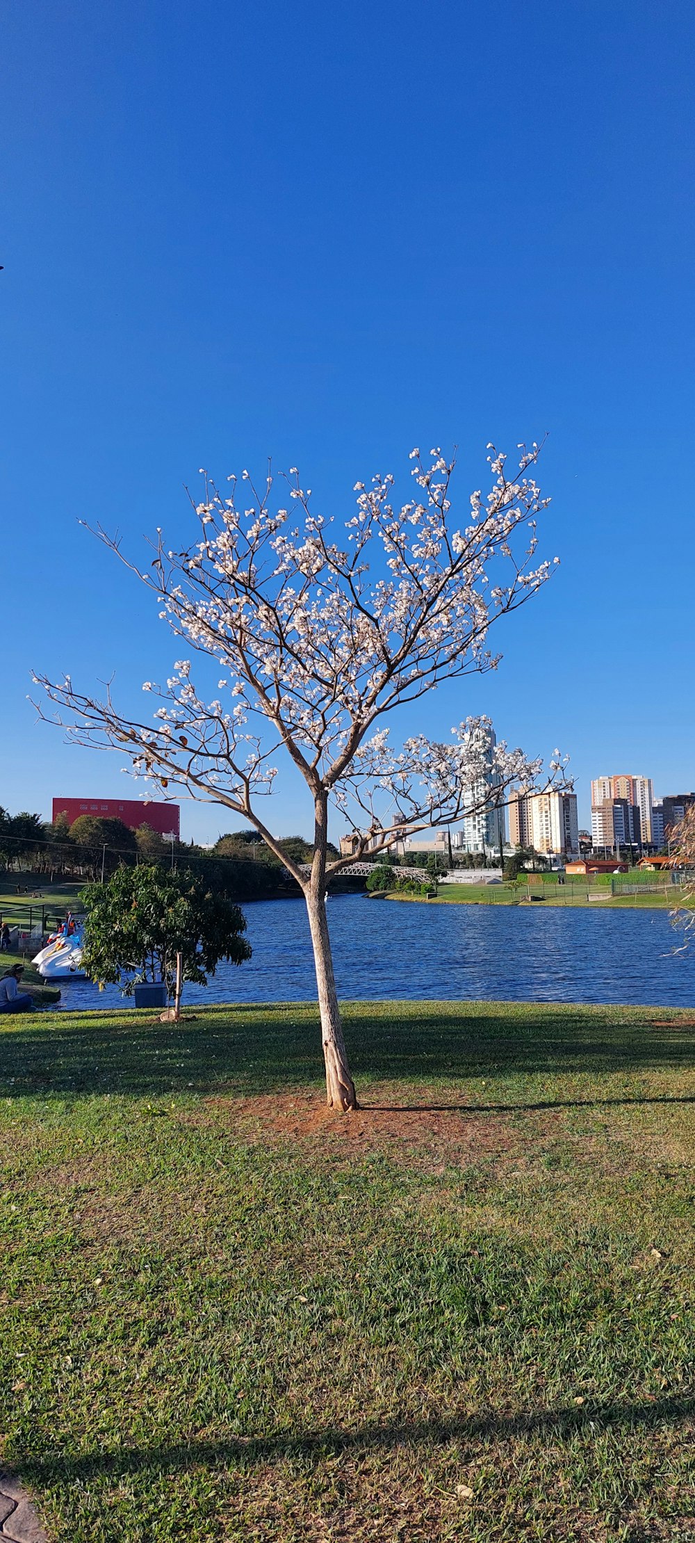 a tree in a park