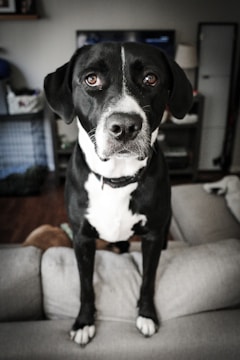 A black and white dog stands on a light-colored couch, focusing directly at the camera. The dog appears to be alert and attentive in a living room setting, with a soft background that includes a cabinet and a television stand.