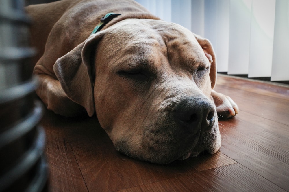 a dog lying on a wood floor