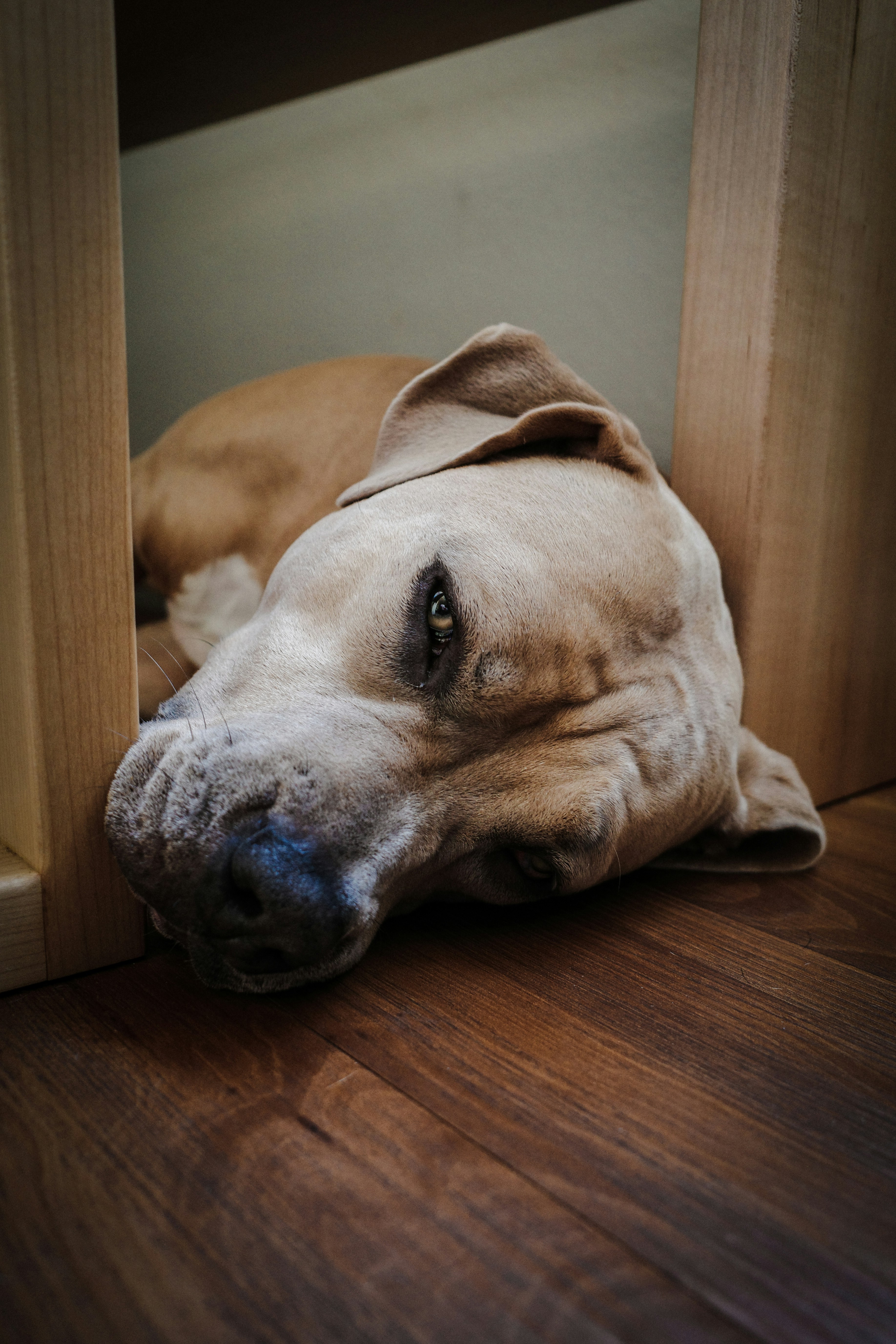 um cão deitado no chão