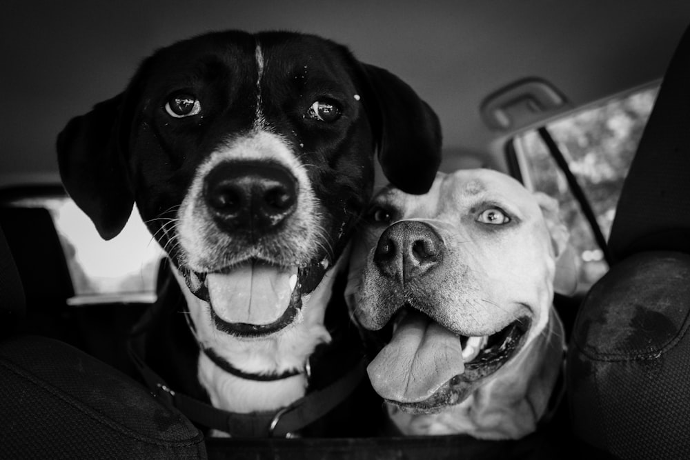 a couple of dogs looking at the camera
