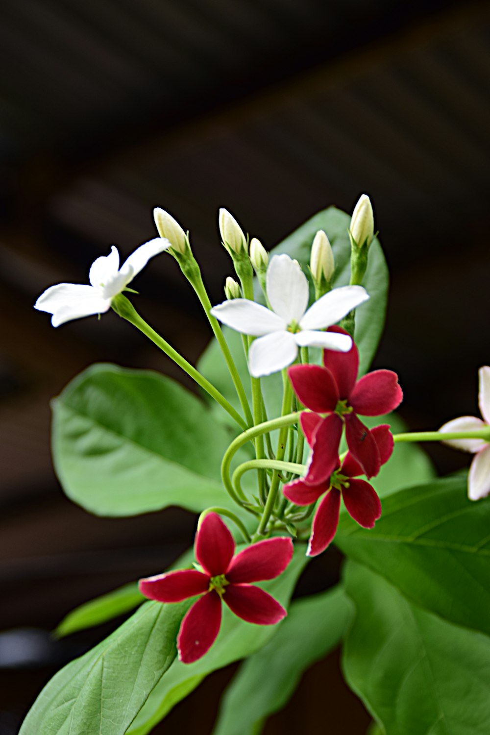 a close up of a plant with red and white flowers