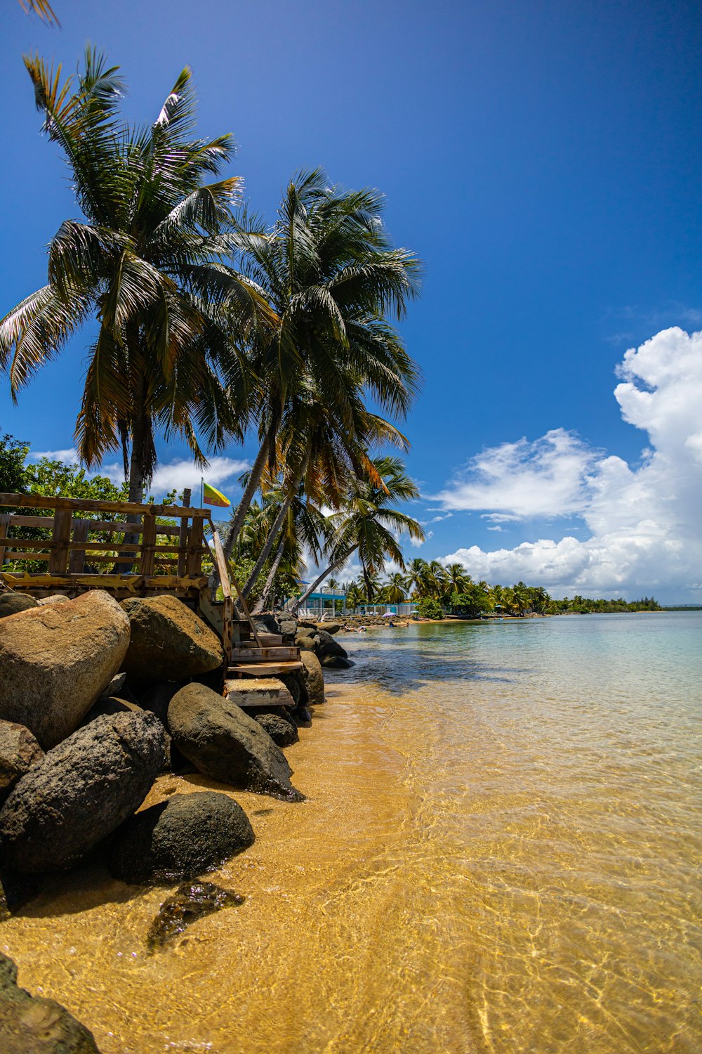 a beach with rocks and a palm tree