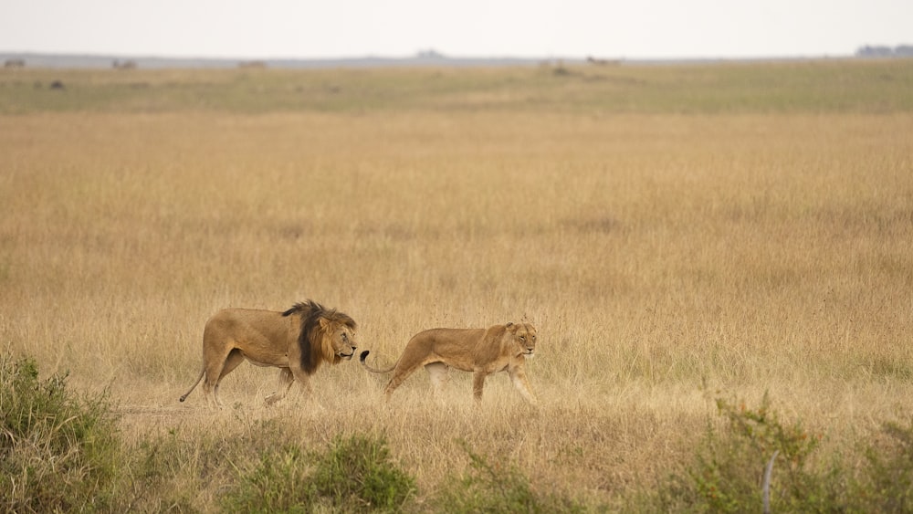 a lion and a lioness running in a field