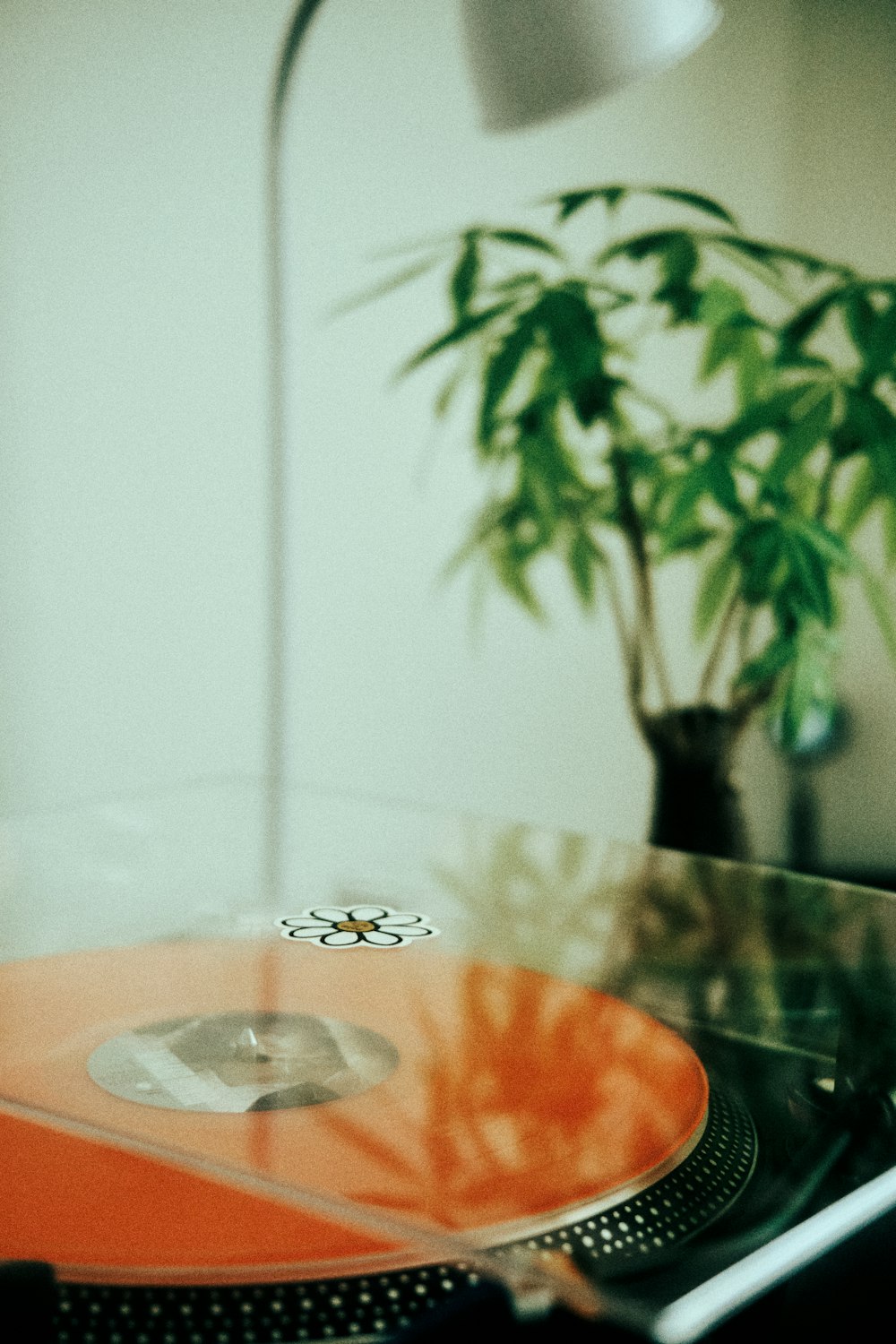 a plant in a glass case