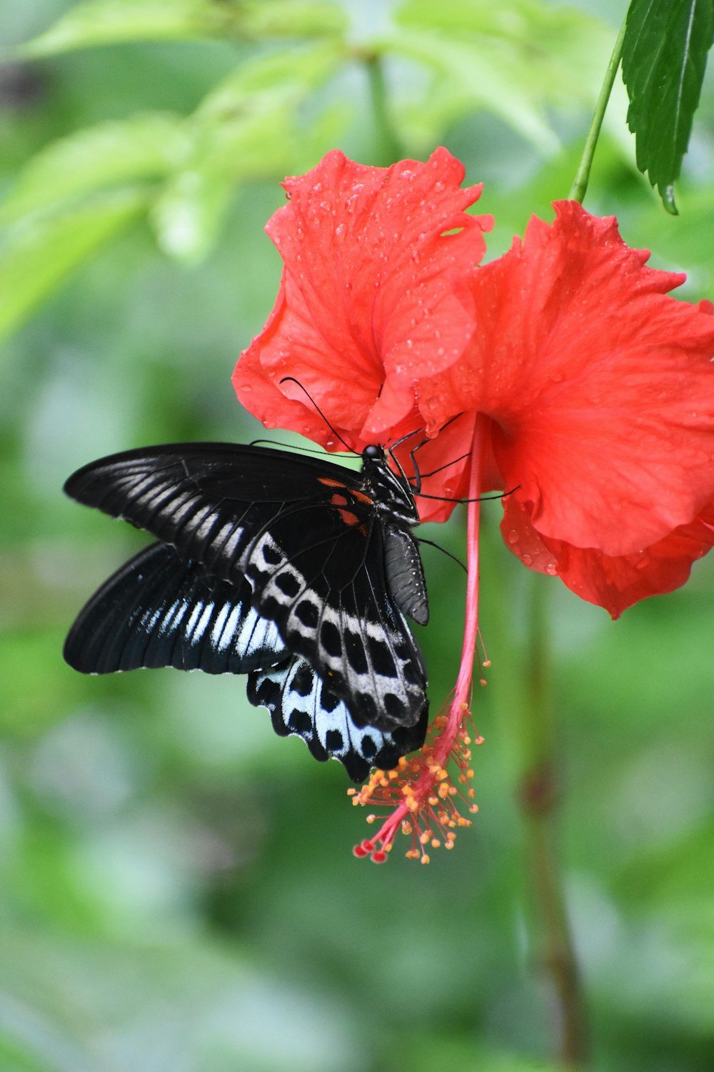 a butterfly on a flower