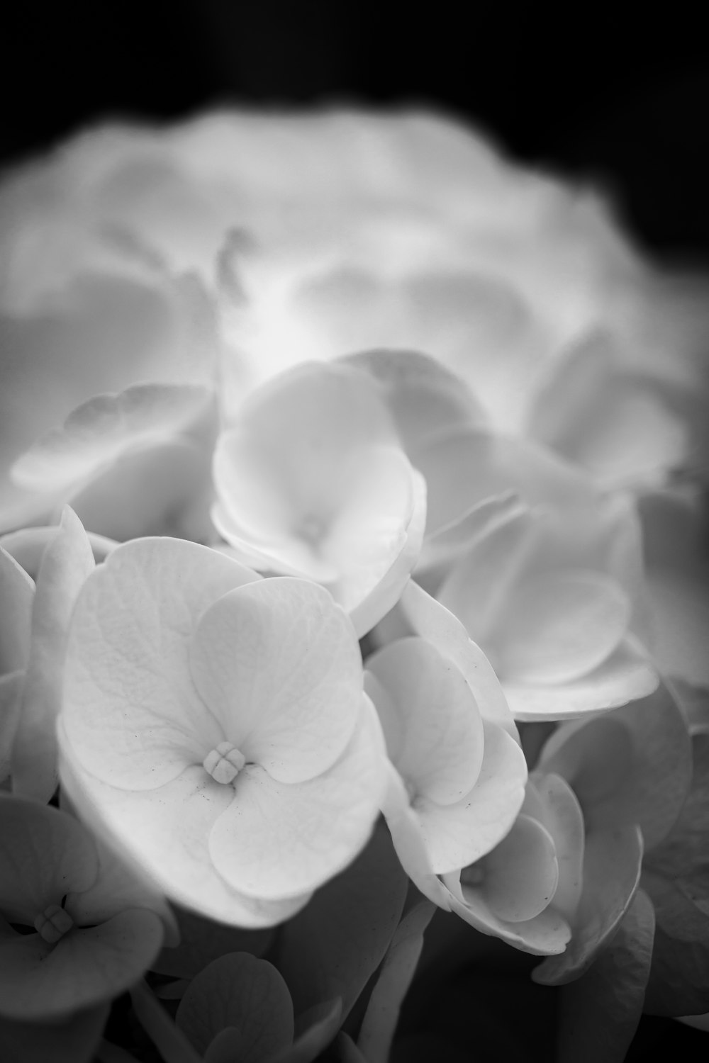 a close up of white flowers