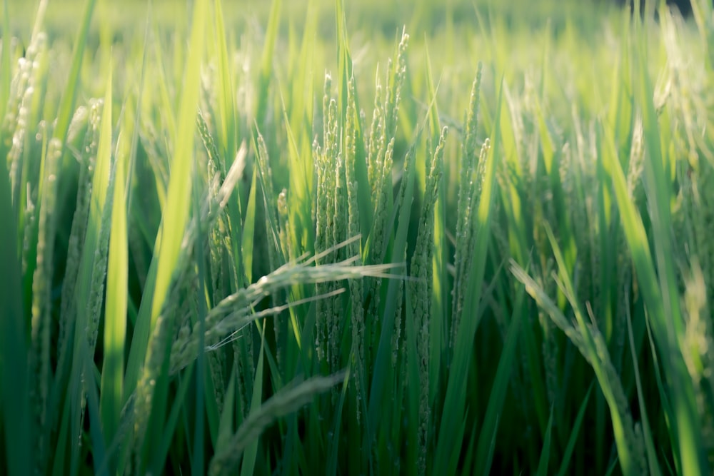 a close up of some grass