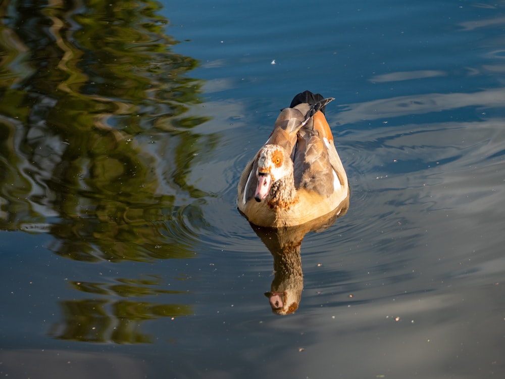 un'anatra che nuota nell'acqua