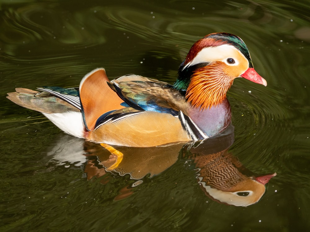 a duck swimming in water