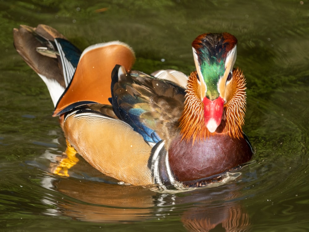 a couple of ducks swimming in water