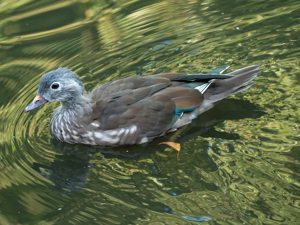 a duck swimming in water