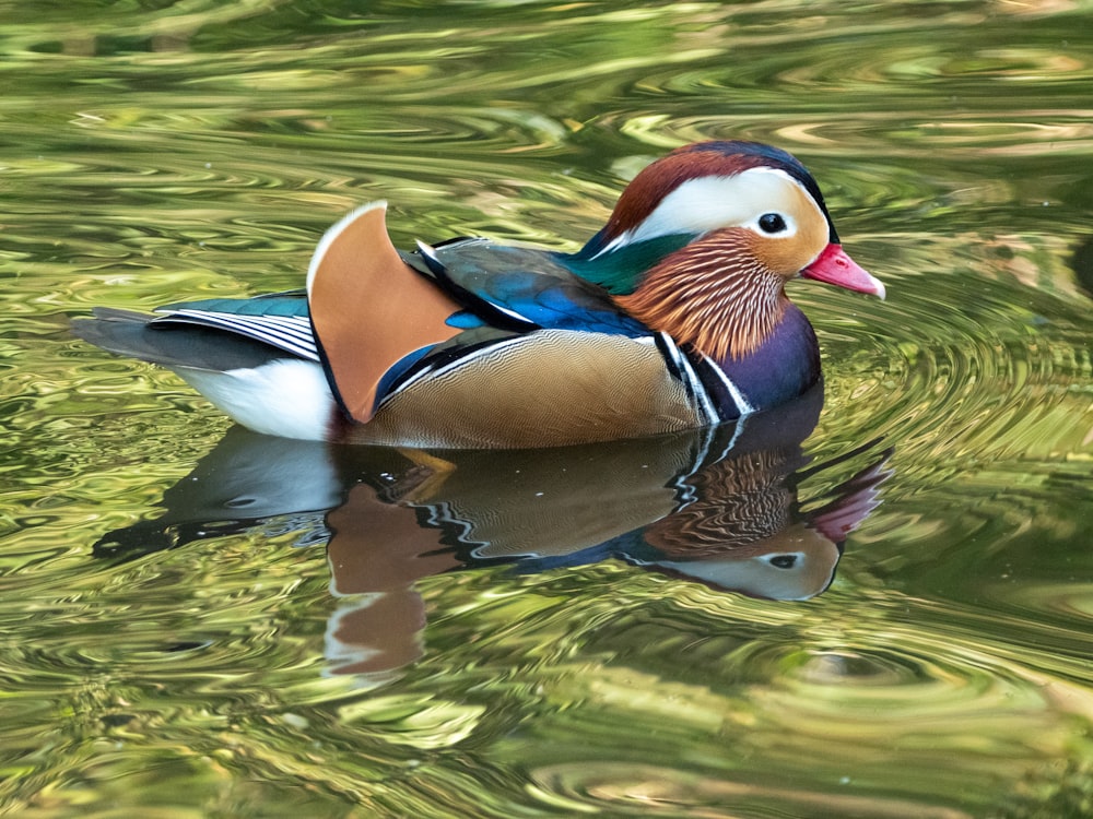 a colorful bird swimming in water