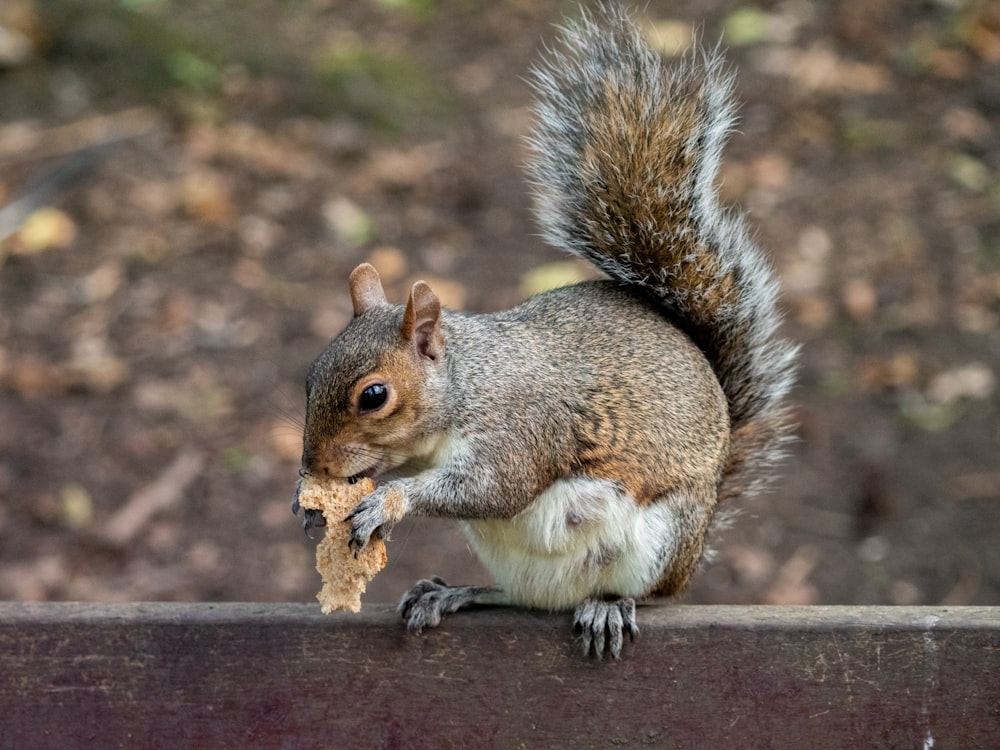 a squirrel eating a nut