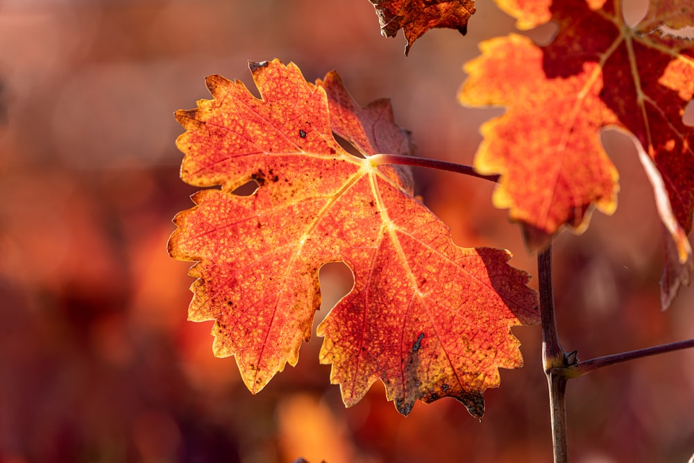 a close up of a leaf