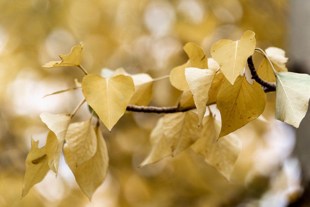 close-up of yellow leaves