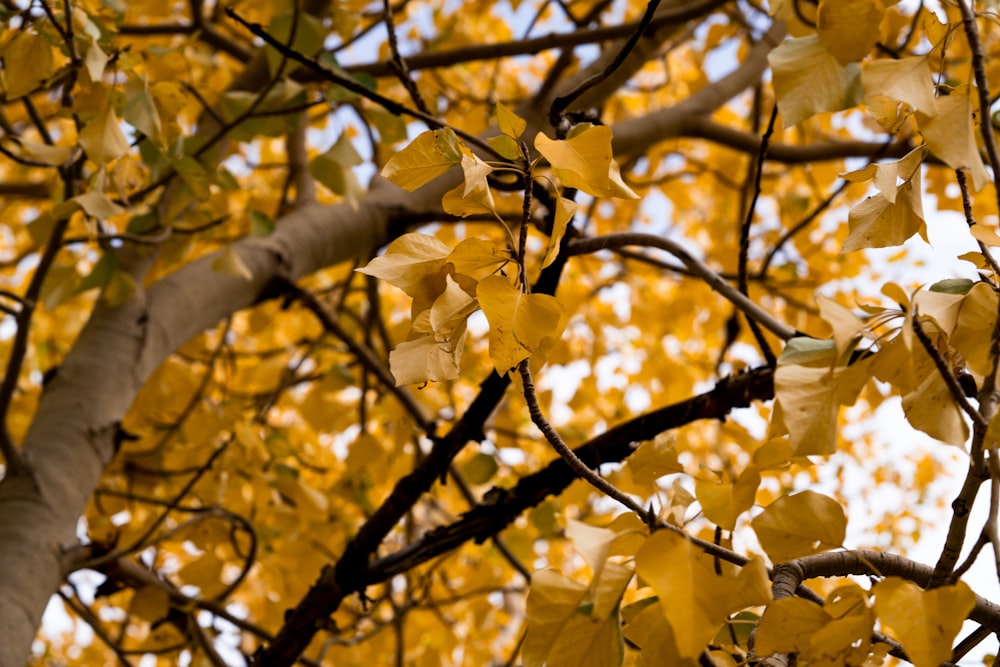 a tree with yellow flowers