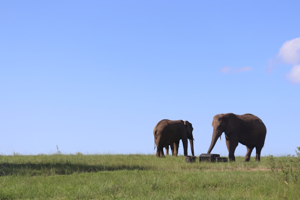 elephants standing in a field