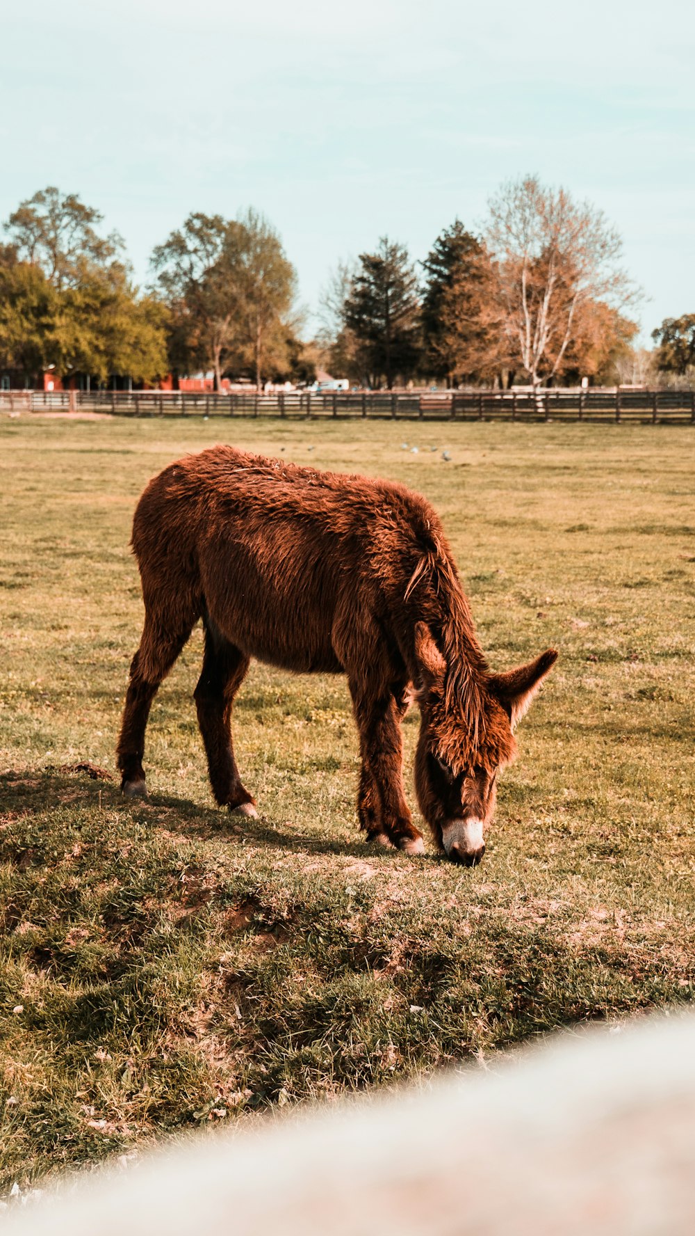 a brown horse eating grass