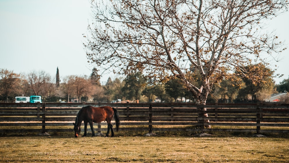 a horse eating grass in a fenced in pasture