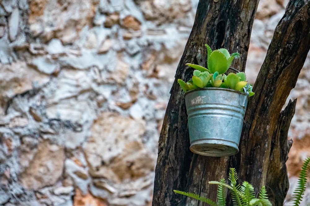 a plant in a pot