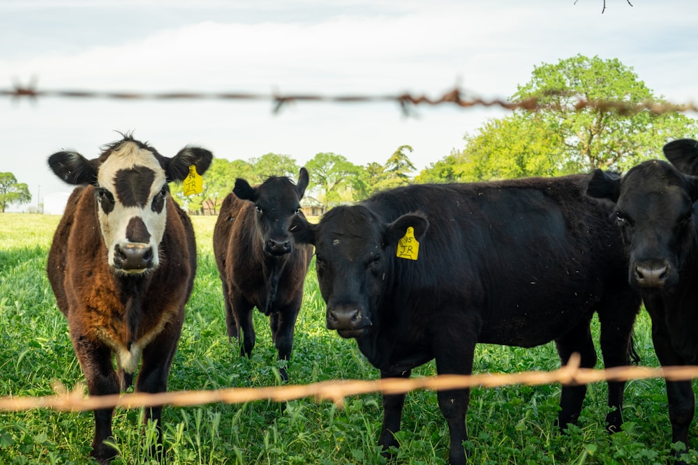 a group of cows stand behind a fence