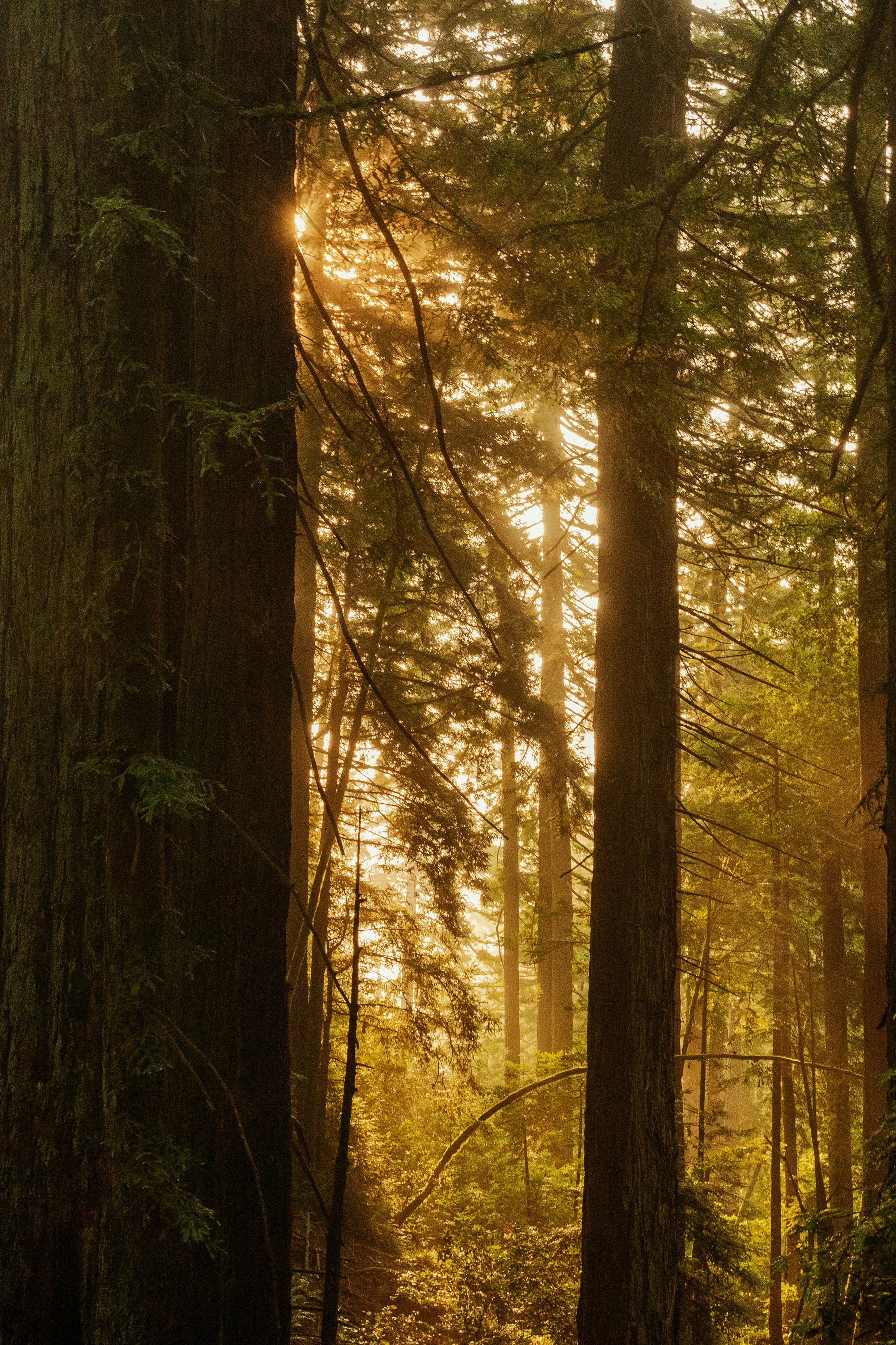 Photo by cthecreator