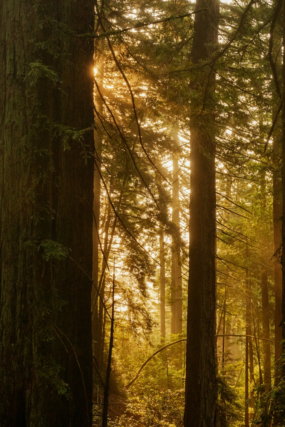 a forest with tall trees