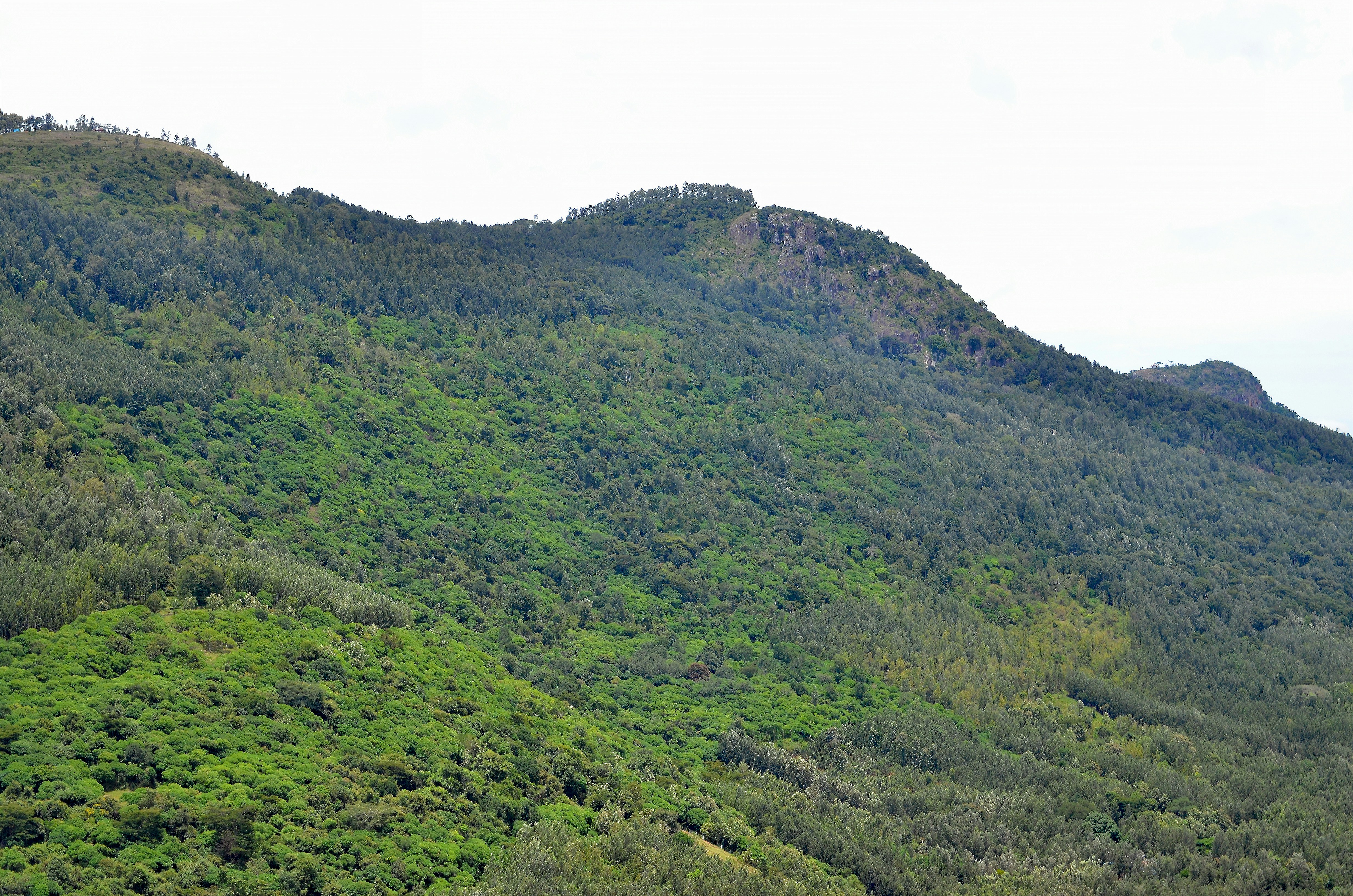 Habitat Pegunungan Tarsius