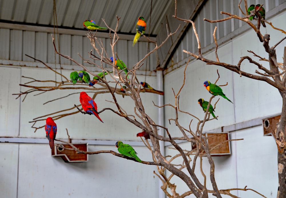 a group of birds on a tree