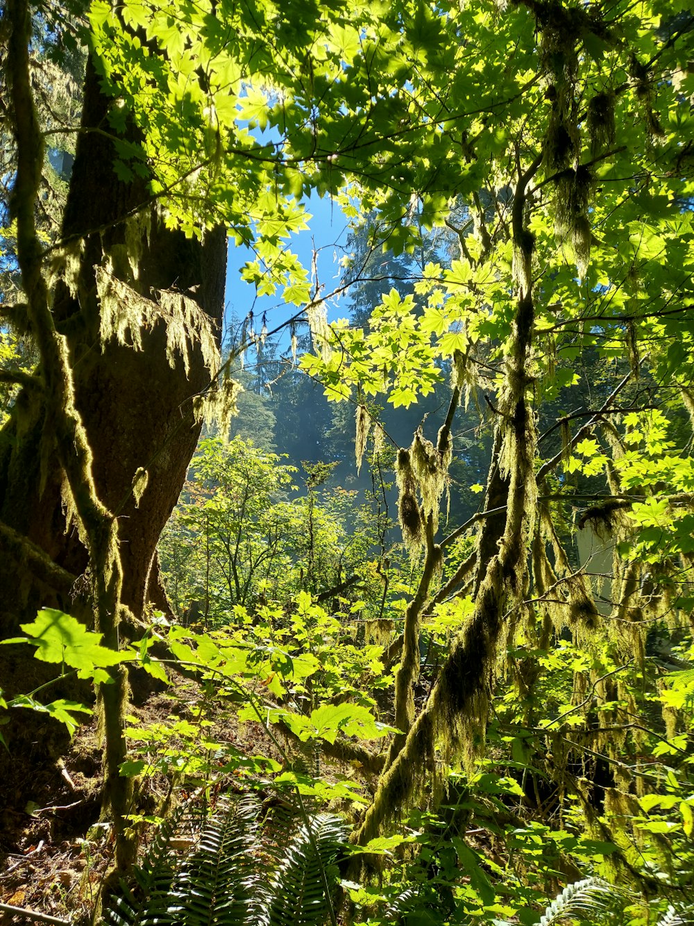 a forest with trees