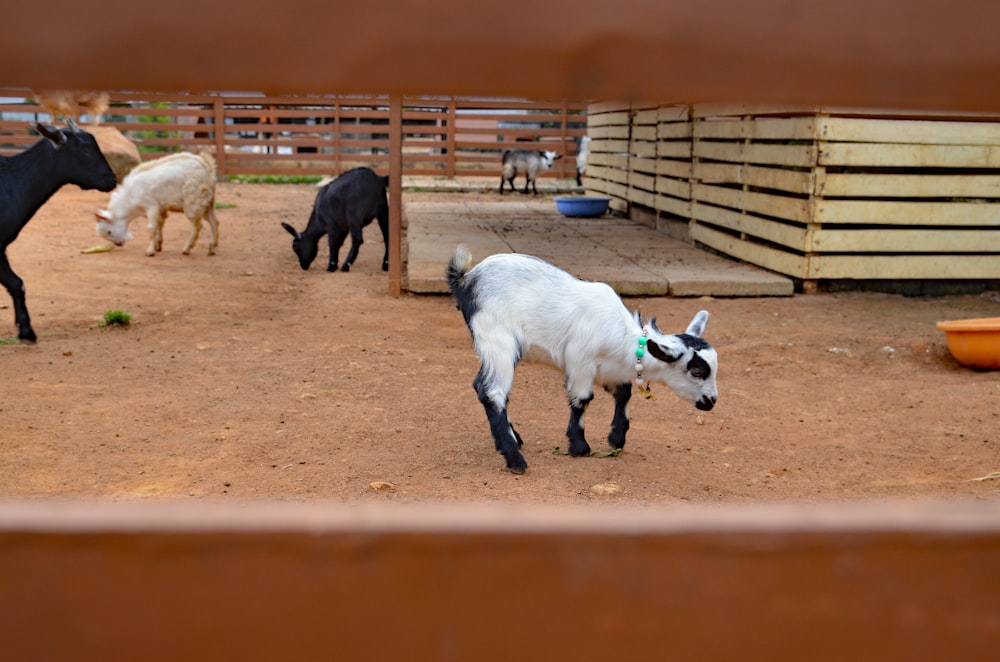 a group of goats in a pen