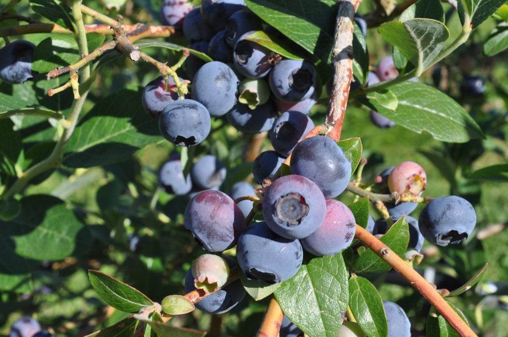 a group of blue berries on a tree