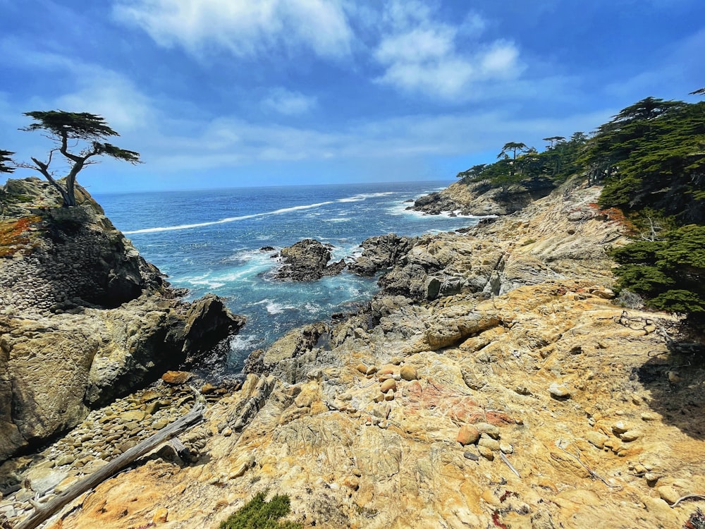 a rocky beach with a tree