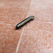 a black and yellow caterpillar on a red surface