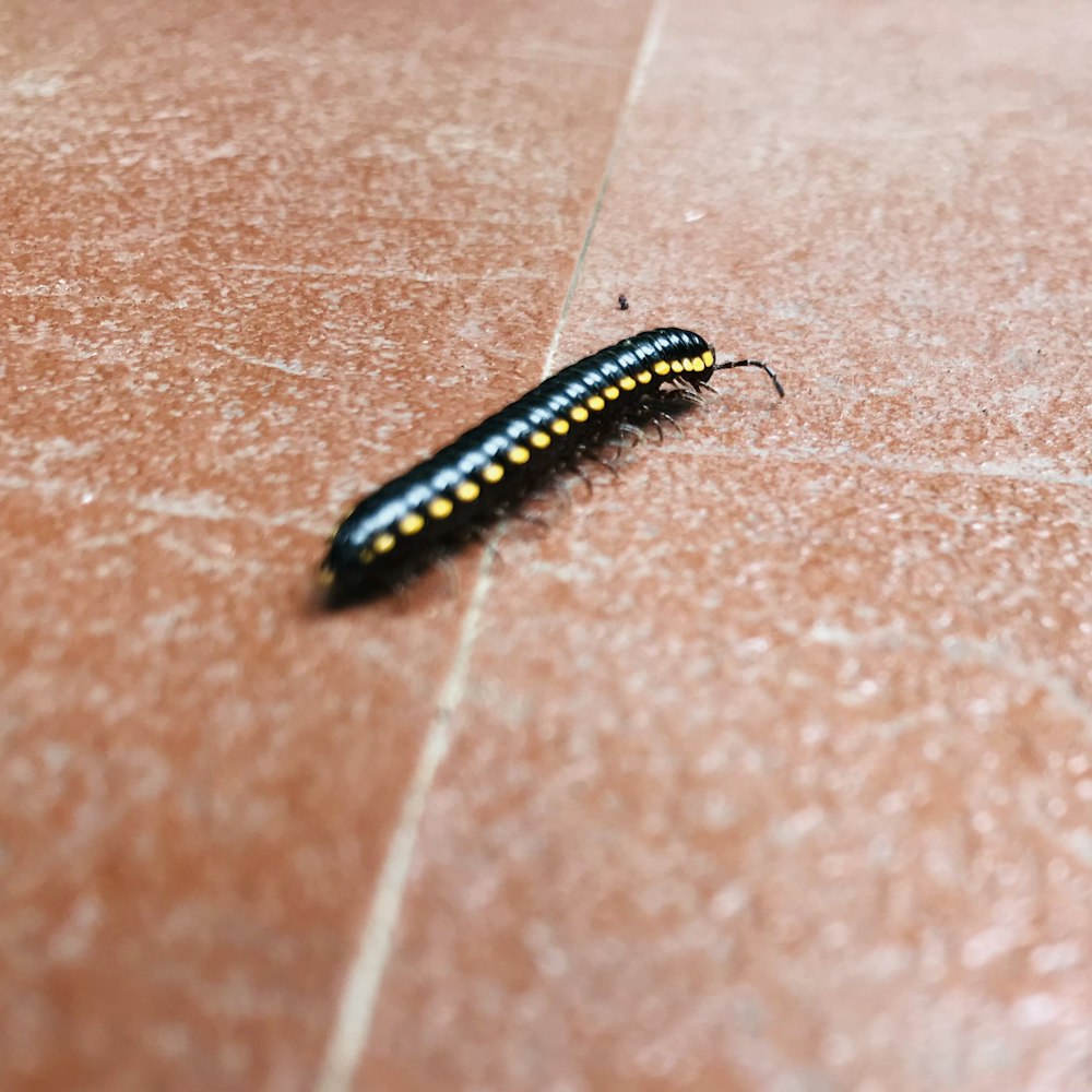 a black and yellow caterpillar on a red surface