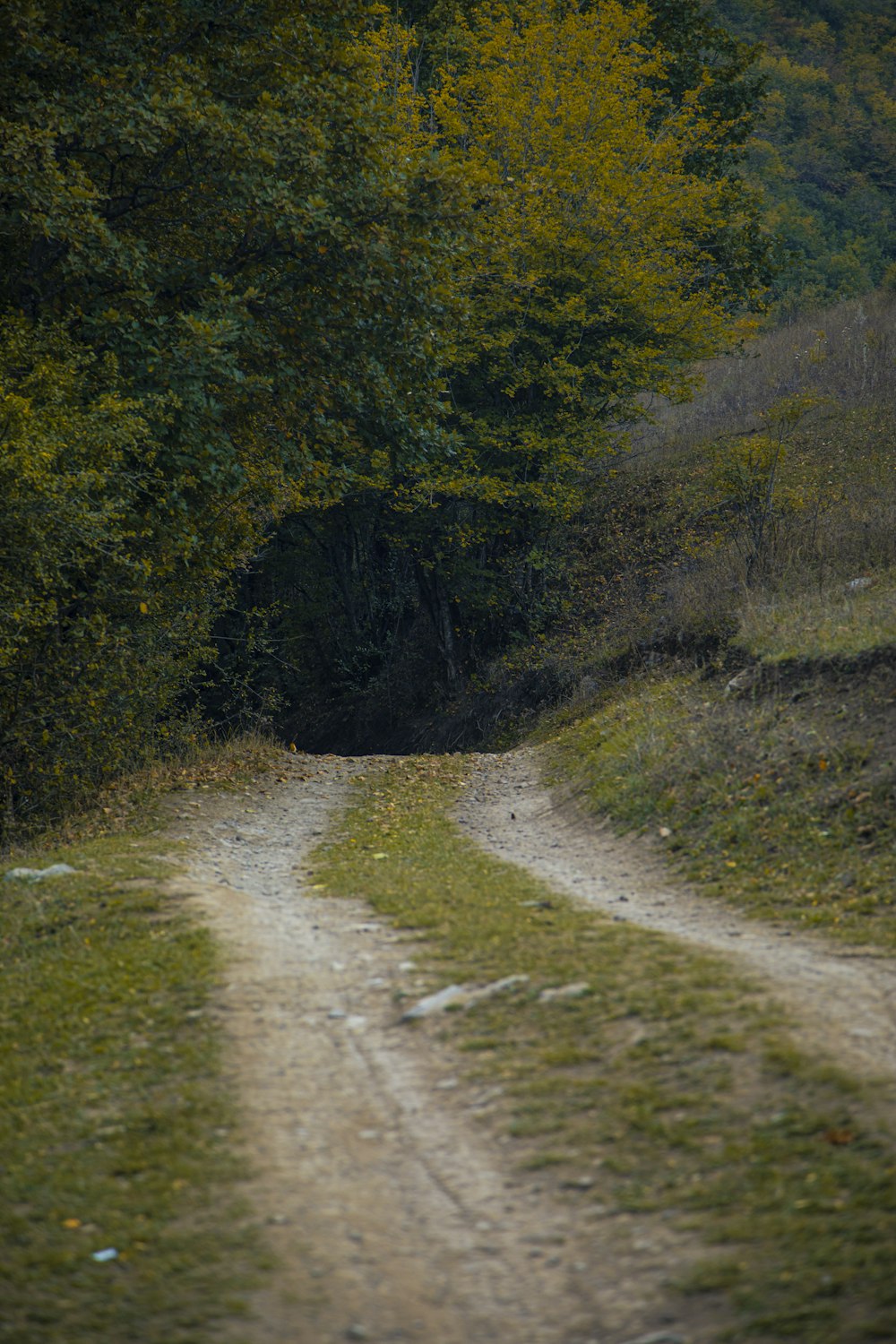 a dirt road in a forest