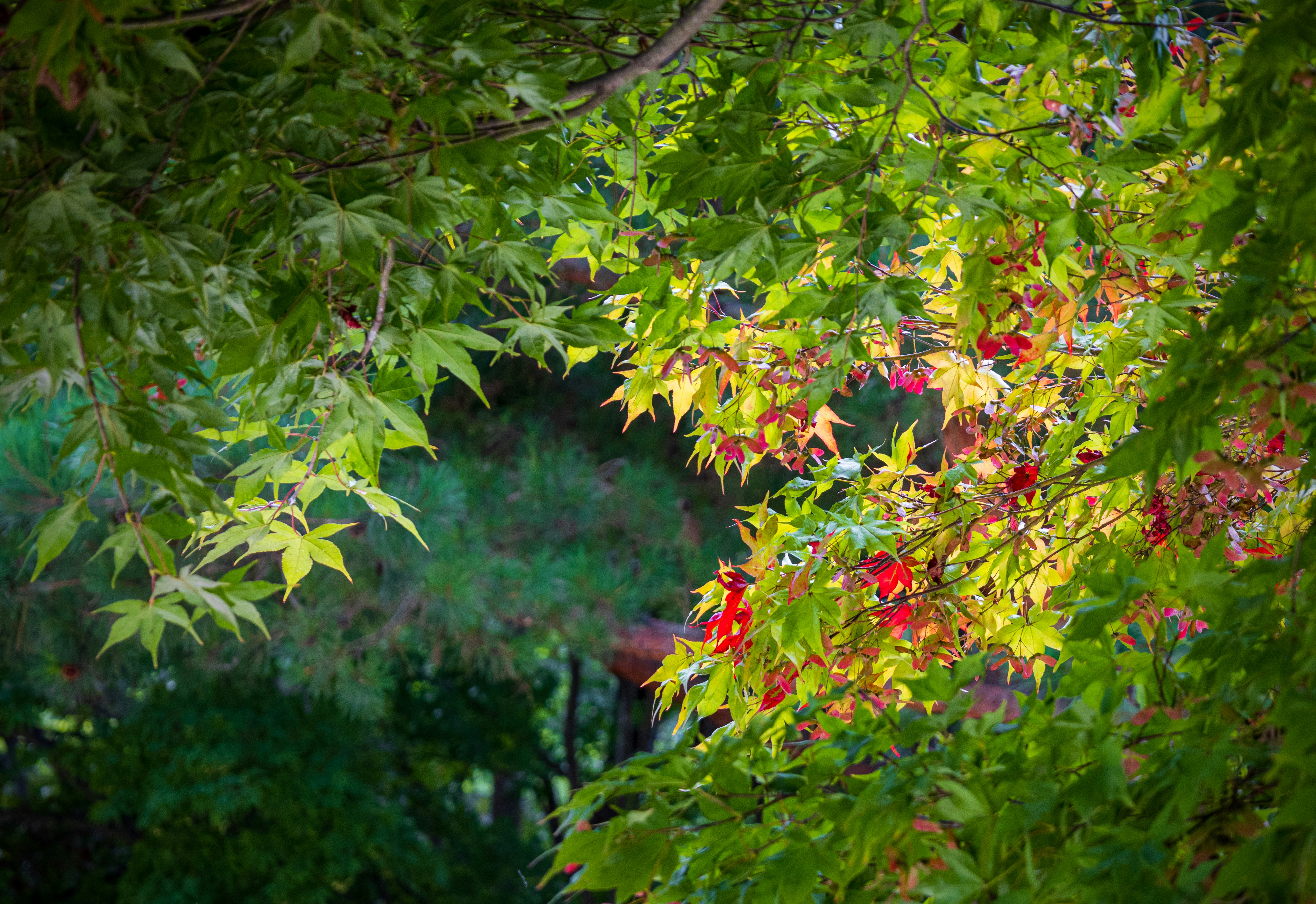 Un primer plano de algunas plantas