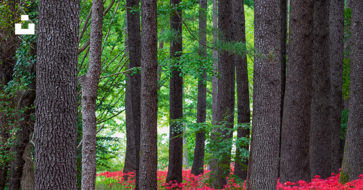 Une forêt d’arbres aux fleurs rouges photo – Image gratuite de Lycoris ...
