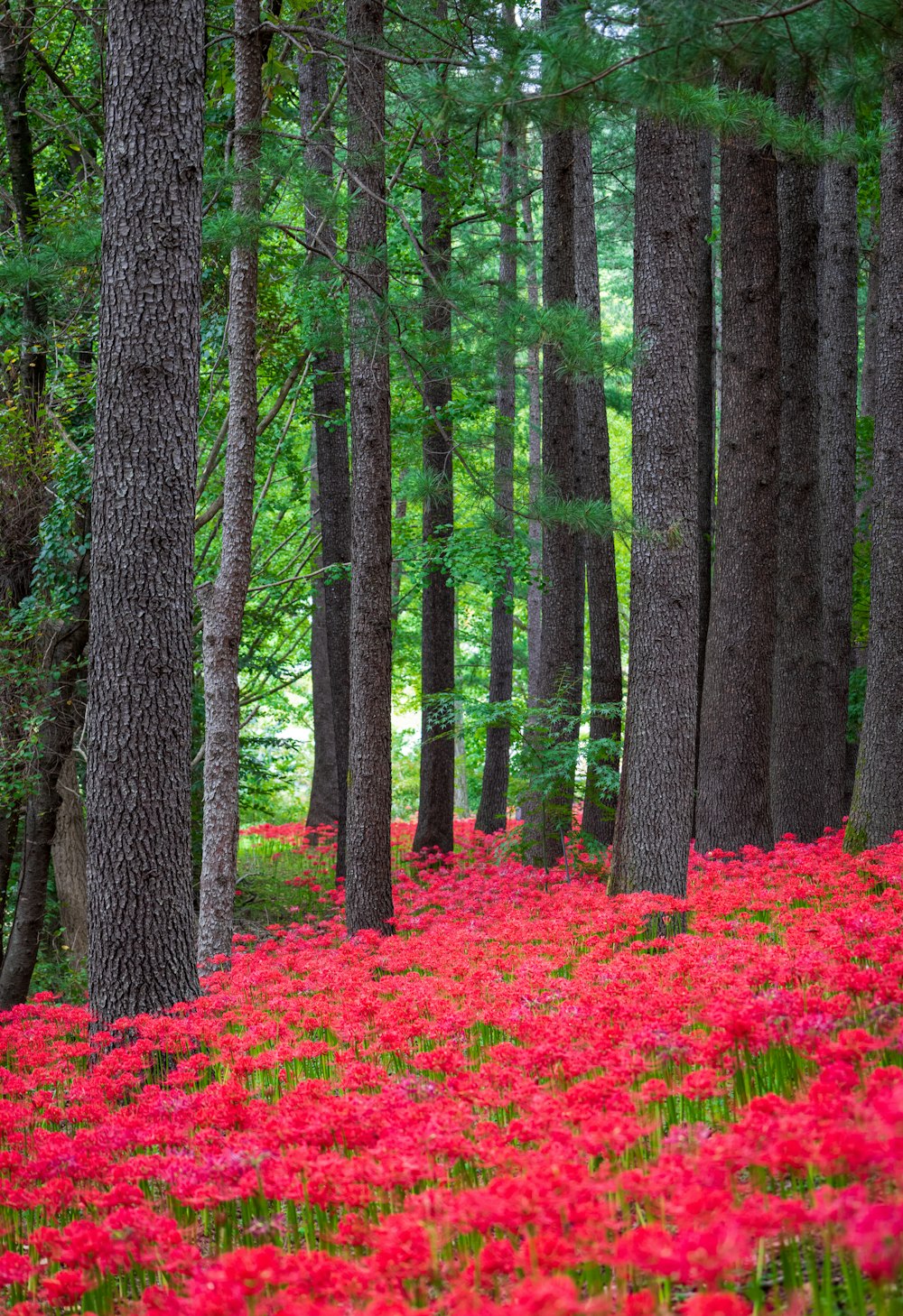 a forest of trees with red flowers