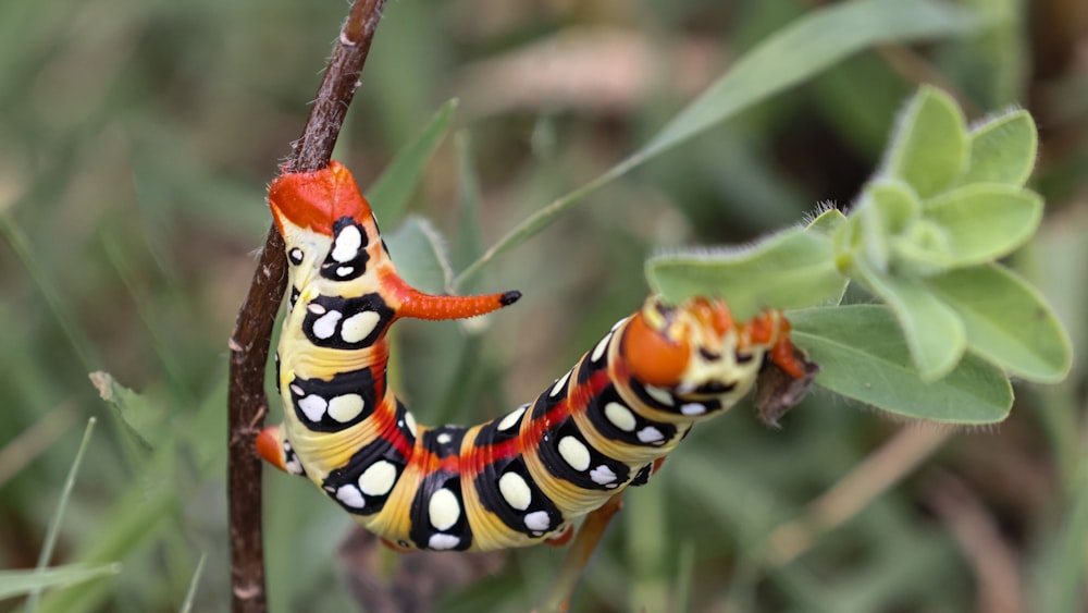 a butterfly on a branch