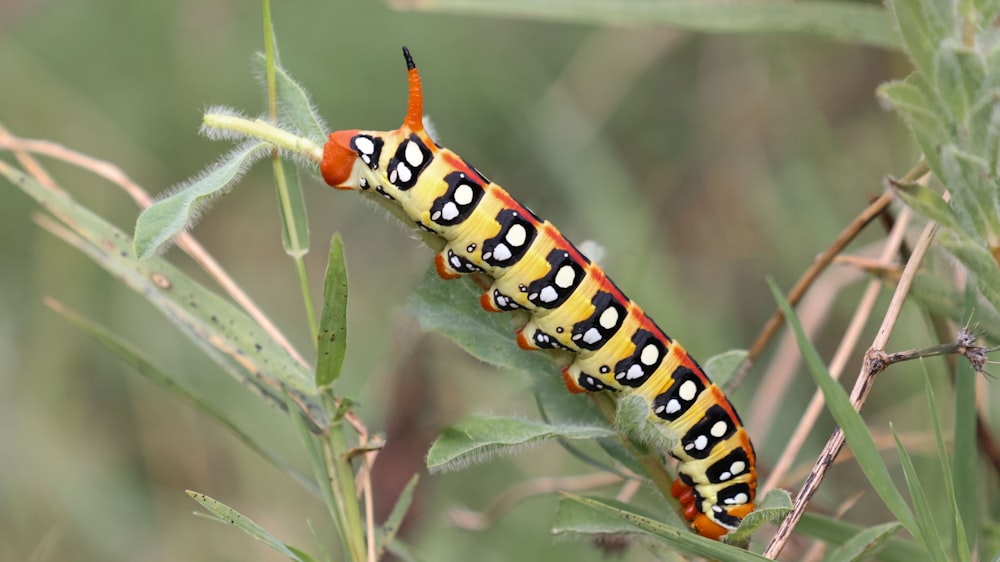 a caterpillar on a plant