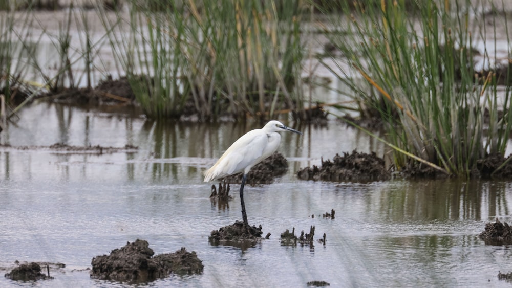 Un uccello bianco in piedi nell'acqua