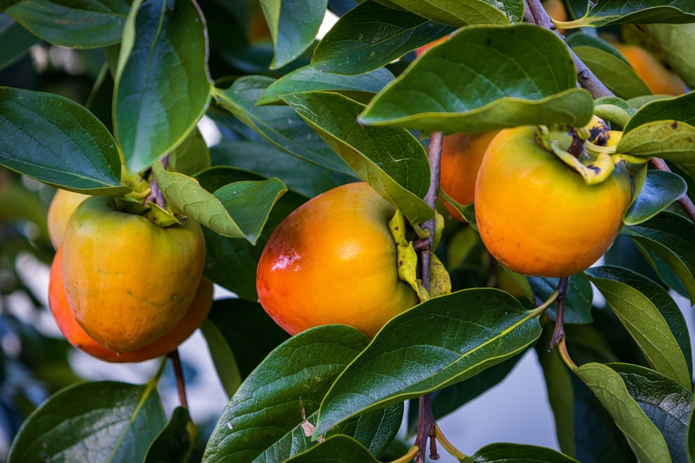 Un grupo de naranjas en un árbol