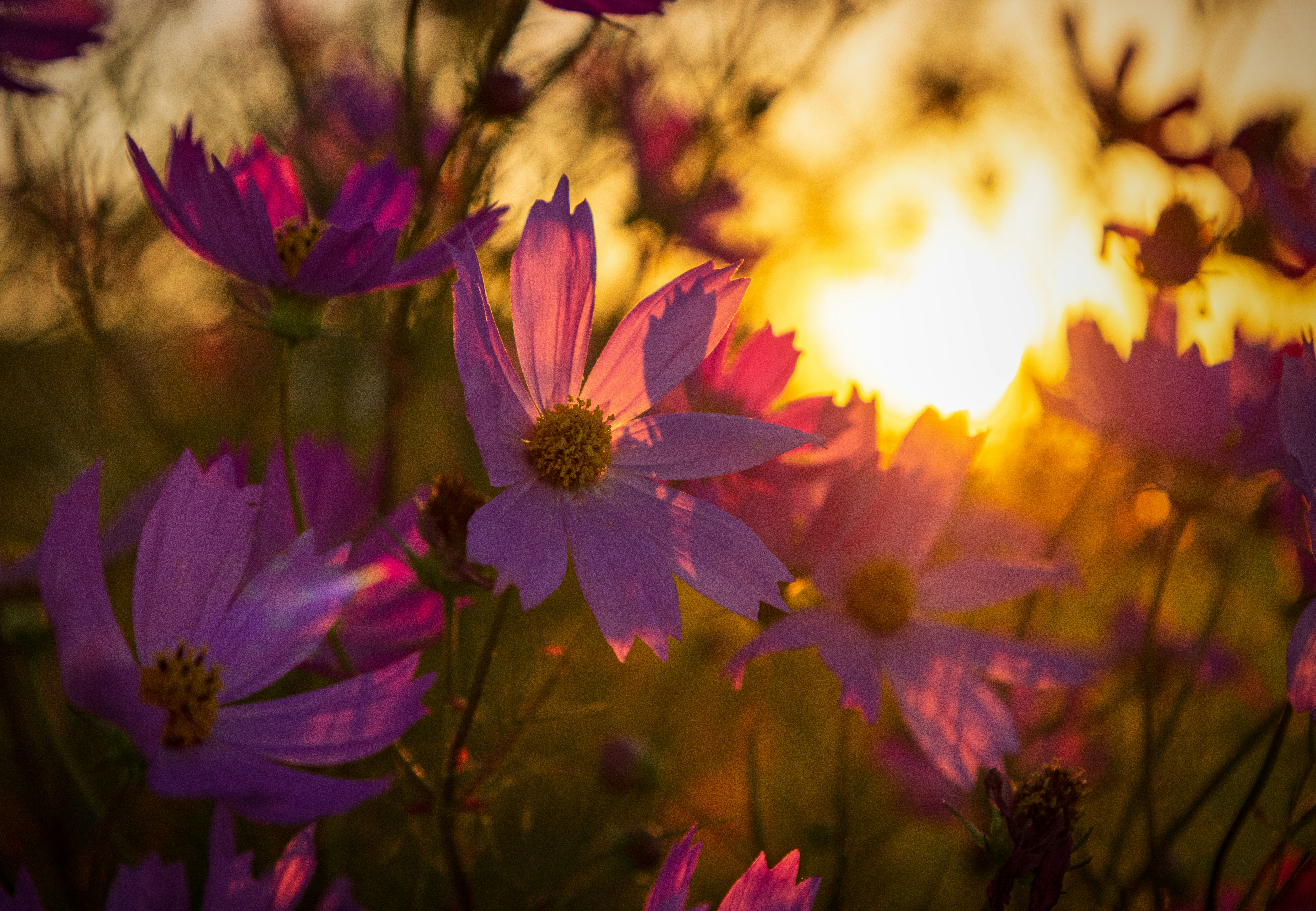 Photo by photosofkorea