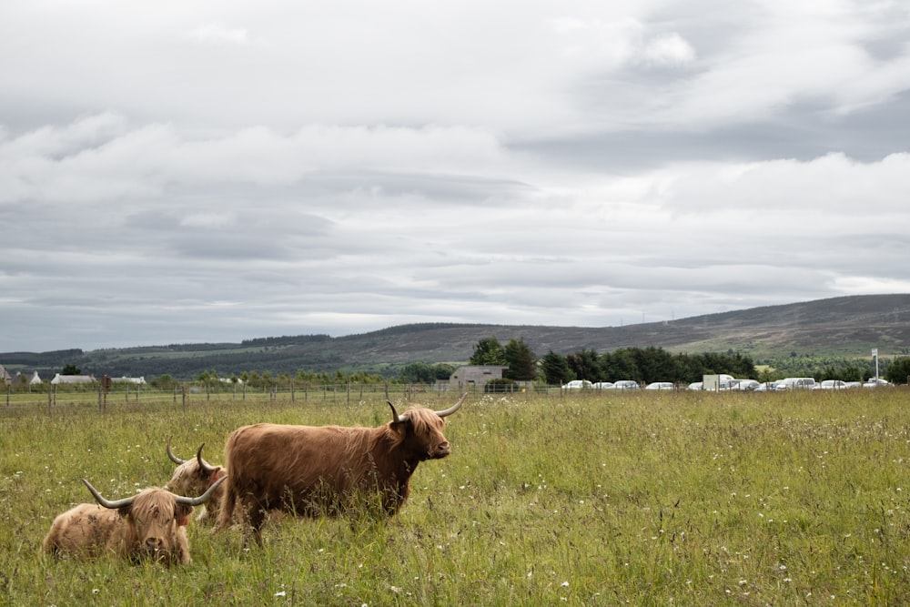 a group of cows sit in a grassy field