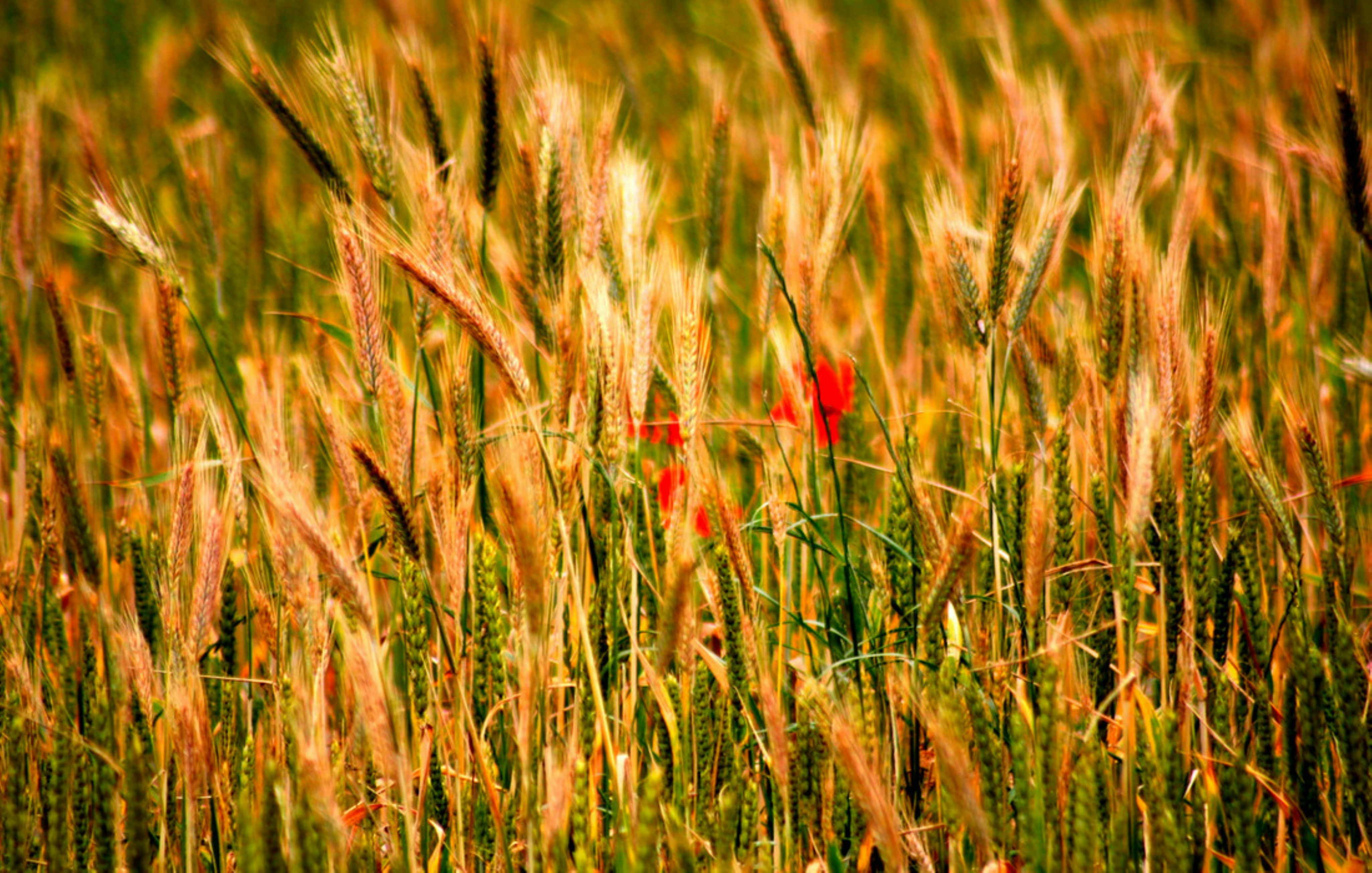 Photo by craigmanners_com