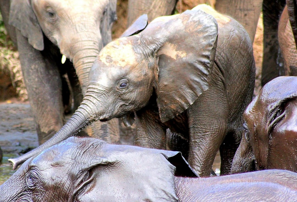 a group of elephants stand in a zoo exhibit