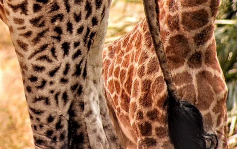 une girafe avec la tête baissée