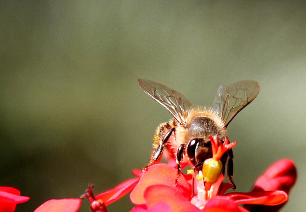 a bee on a flower